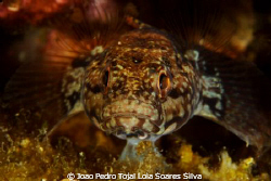Goby (Gobius paganellus) portrait using Canon EOS 350D in... by Joao Pedro Tojal Loia Soares Silva 